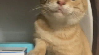 Original video of Yuan Tou Mao Die