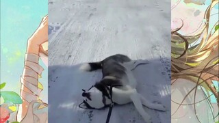 CUTE PET #น่ารัก&ตลก #5555+