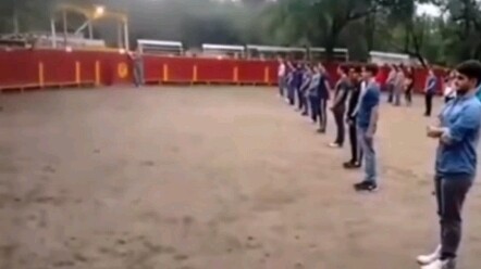 Spanish teachers and students conduct an experiment together: proving that cows won't butt someone w