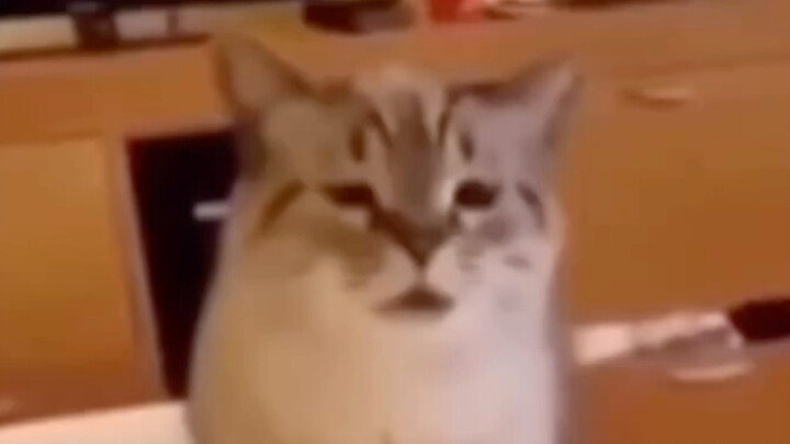 This cat, this cat
