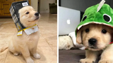 การรวบรวมลูกสุนัขโกลเด้นรีทรีฟเวอร์ที่ตลกและน่ารัก 2- Cutest Golden Puppy 2020