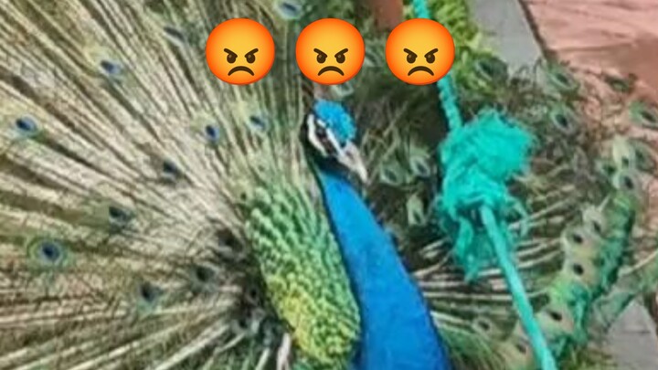A peacock, rejected in its public courtship, flies into a rage and attacks the audience.