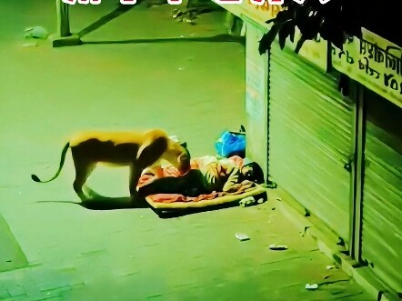 สิงโต: ฉันไม่กินคนจน คนจนมีชีวิตลำบากเกินไป