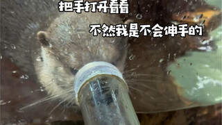 The Little Otter Was Tricked