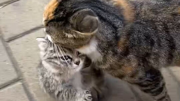 Kitten: Mom, I can walk now! Mom! Mom! I’m walking!