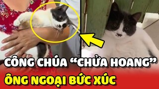 Ông Ngoại bức xúc vì Công Chúa "CHỬA HOANG" với con mèo hàng xóm 😂 | Yêu Lu