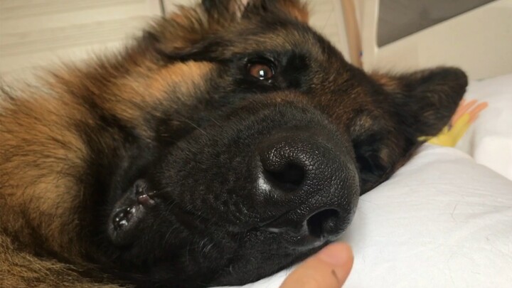 Big German Shepherd: Baby won’t get up—baby’s just being cute and wants to sleep a little longer!