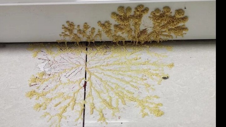 Introduction to the Coal Fungus That Many People Have Been Asking About Lately