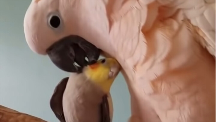 The Dominating CEO and His Petite, Adorable Wife