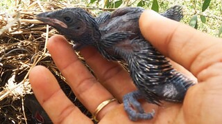 Đi Tìm Tổ Chim Cưỡng Bắt Được Nguyên Bầy Này  - 7 Ân - di rung #3