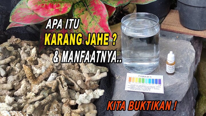 Apa itu Karang Jahe, dan Manfaatnya apa?