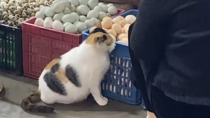 Cat: Very unhappy to be of service to you!