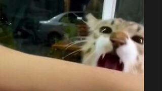 [Animal Voice Acting] I'll just bite you as soon as I get up there!