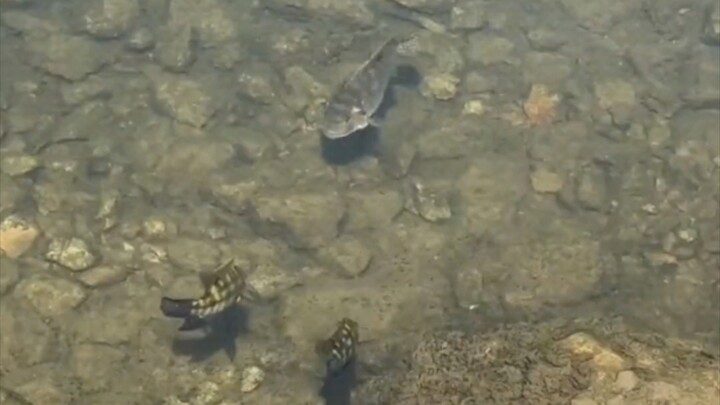 Big 🐟: What are you looking at? Damn, I can’t do it. 7 seconds later Big Fish: What are you looking 