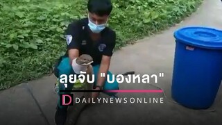 กู้ภัยลุยจับ"บองหลา"หนีซุกสวนปาล์ม คอหวยไม่พลาดส่องเลขเด็ด HOTSHOT 09/07/65 เดลินิวส์
