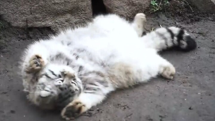 【แมวป่าพังกอล】มันโชว์ท้องนุ่มๆ ให้ฉันดู ฉันอยู่ในใจมันแล้ว 🥺