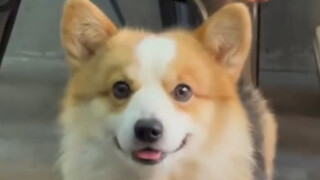 This... this is too cute