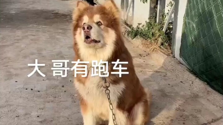 บันทึกชีวิตประจำวันของไอมี่พาร์ค ตอนนี้ไม่เพียงแต่ไม่กัดคนแล้ว ยังรู้สึกขอบคุณพี่ชายที่มอบของขวัญให้