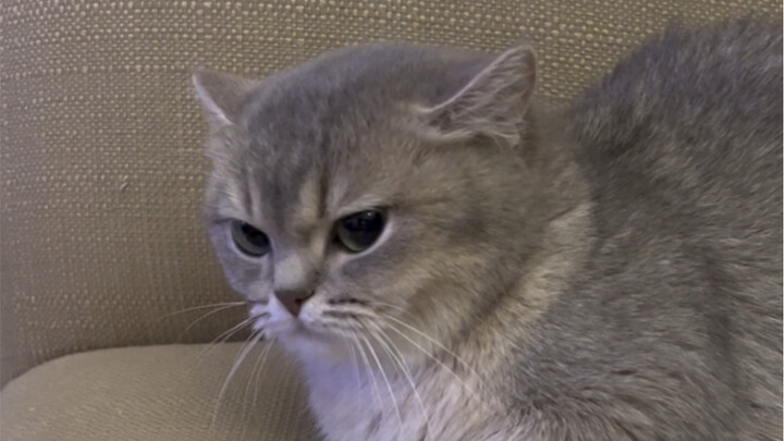 ตอนที่ฉันเผลออยากเป่าหูแมวที่บ้านสักหน่อย