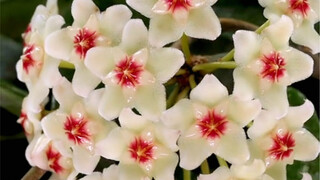 ช่วงเวลาที่ดอกฟิโลเดนดรอนบานซึ่งหาได้ยากเช่นนี้ แน่นอนว่าต้องแชร์ให้กับคนสำคัญที่สุดของคุณ!