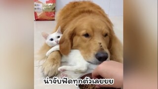 มันน่ารักนุ่มนิ่มไปหมด