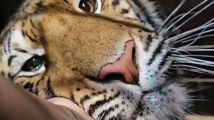 In 2024, I rescued several cats.