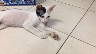 MEO DỄ THƯƠNG | MEO CUTE | MÈO CON CƯNG | Candy Mini