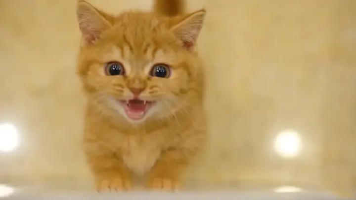 I just adopted a cute orange cat!