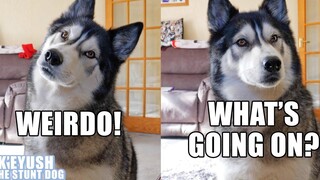 บอกใบ้ว่า My Husky เพื่อนสนิทของเขามาแล้ว! เขาจะเดาไหม