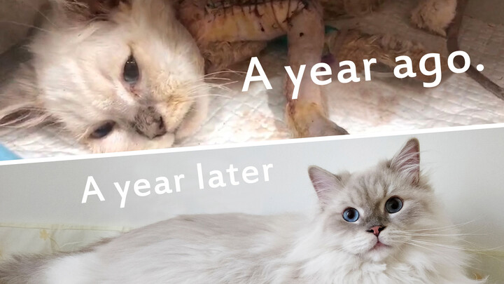 Animal|Adoption of Amputated Stray Cats