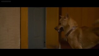 HACHIKO Movie 2023 ( Drama & Family )