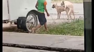 Dog Lover