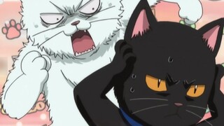 【Gintama】Sakata Gintoki hanyalah seekor anak kucing