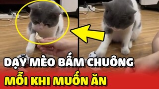 Dạy mèo BẤM CHUÔNG mỗi khi ĐÓI BỤNG và cái kết mỹ mãn 😍 | Yêu Lu