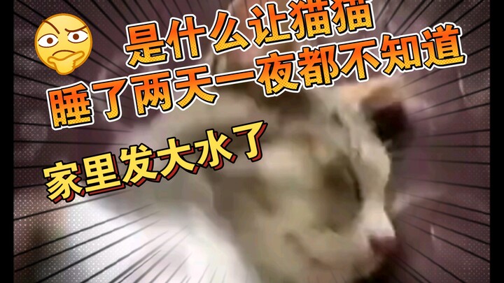 There was a major flood at home, so the owner rushed back to save the cat—only to find the cat fast 