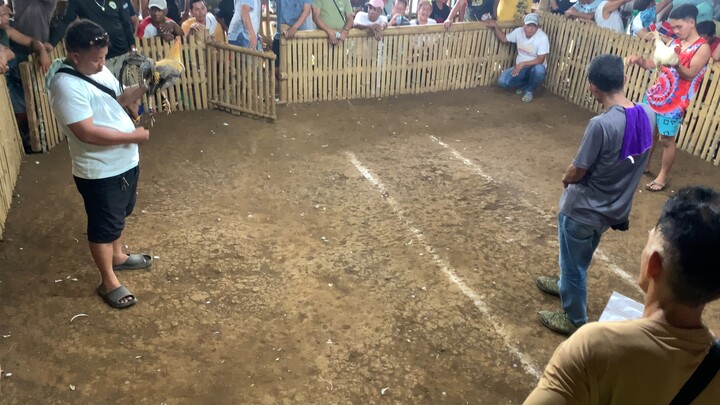 Hatch Dome 1x winner