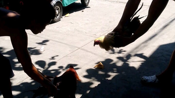 sp line vs pingas line naiilang pa ung pula sa talisay 😅