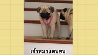 เพื่อนตัวน้อย สัตว์เลี้ยงแสนซน : เจ้าหมาแสนซน