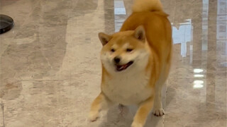 The Shiba Inu made the Corgi very angry~