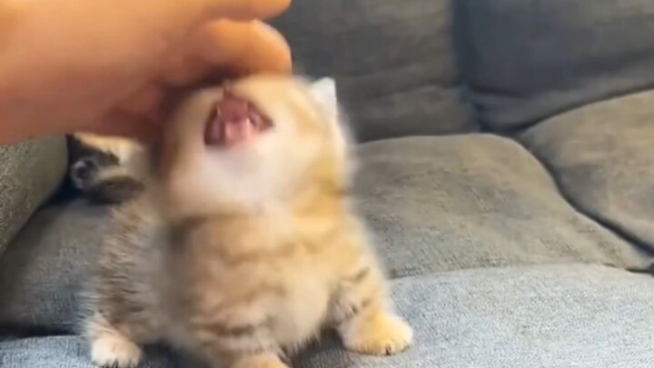 Tiểu Hakimi muốn được yêu thương 😋