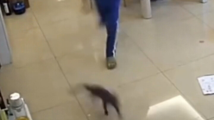 Cat: This is so satisfying!