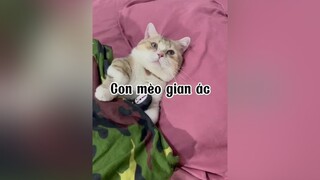 Con mèo gian ác 🙄🙄