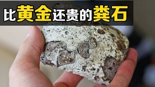 The incredible "Ambergris" can be sold for 700 yuan per gram. Why is whale poop more expensive than 