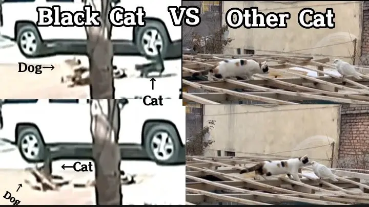 Black Cat  VS.  Other Cat  |  The Compilation of Two Different colors of Cat  |  Daniel thv