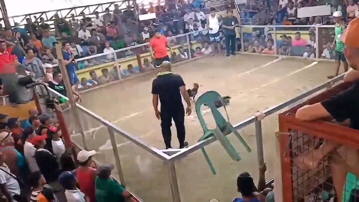 3x winner super sweater x palawan gold