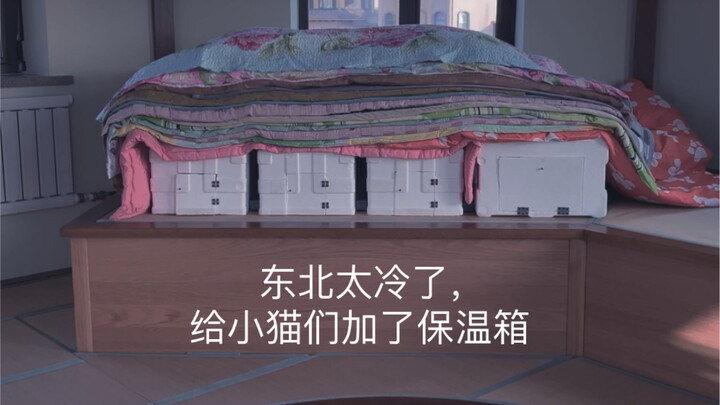 الطقس في الشمال الشرقي بارد جدًا هذه الأيام، لذا وضعت صناديق تدفئة للقطط الصغيرة، فهكذا أعتني بهم وأ