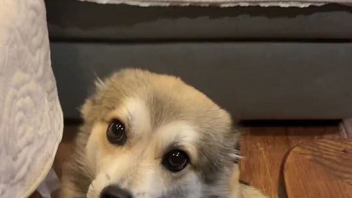 The little dog has already tilted its head into the perfect position for a pet—go on, pet it!!