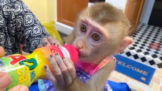How Cute & Adorable Monkey Maya She Look So Pretty When Dress Up