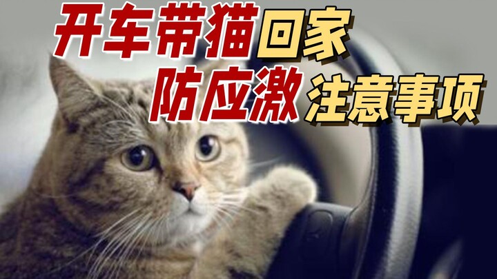 Driving home with a cat: how to minimize stress and ensure a safe journey