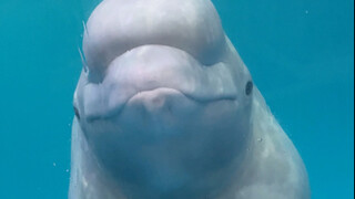 How's Xiao Hei's figure